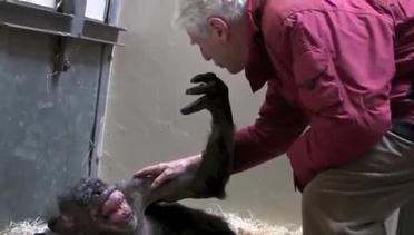 Mengharukan, Simpanse Sekarat Ini Mengenali Manusia Kawan Lamanya