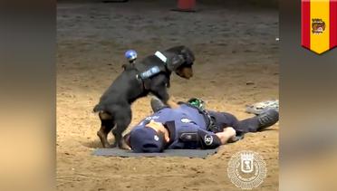 Anjing polisi selamatkan petugas yang pingsan dengan CPR - TomoNews