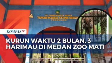 Krisis Medan Zoo, Tiga Harimau Mati dalam Waktu 2 Bulan
