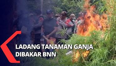 BNN Bakar 10 Ton Tanaman Ganja di Aceh Utara