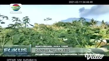 Ratusan Hektar Tanaman Terancam Mati Akibat Abu Vulkanik Gunung Raung