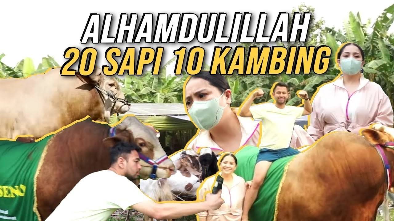 MASYAALLAH!!! SAPI AHMAD ONTO SENO!!! PULUHAN TON SAPI RAFFI NAGITA ...