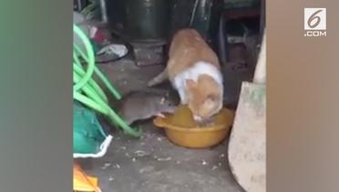 Kucing Beri Tikus Ruang untuk Makan