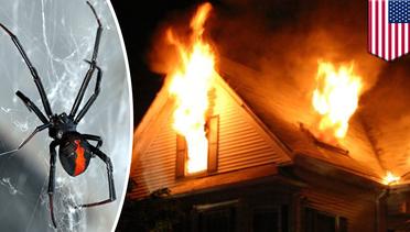 Pria tak sengaja bakar rumah untuk usir laba-laba - TomoNews