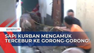 Hendak Disembelih, Sapi Kurban Mengamuk & TerceburS ke Gorong-Gorong Sedalam 2 Meter!