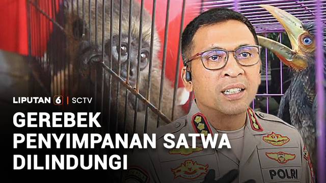 Gerebek Penyimpanan Satwa Dilindungi | Liputan 6