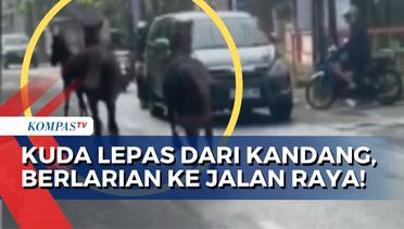 Detik-Detik 3 Ekor Kuda Lepas hingga Lari ke Jalan Raya, Warga Siwalankerta Surabaya Panik!