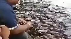 Wow Ikan Lele dipinggir Jalan Banyak Banget dan Jinak