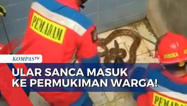Detik-detik Tim Damkar Sektor Cipayung Amankan Ular Sanca 3 Meter dari Permukiman Warga!