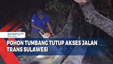 Pohon Tumbang Tutup Akses Jalan Trans Sulawesi