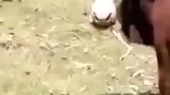 Lembu Ini Terlihat Santai Mengunyah Seekor Ular Seperti Rumput