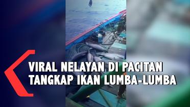 Viral Nelayan Pacitan Tangkap Lumba-Lumba
