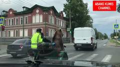 Hanya Di Rusia, Beruang di Ajak Keliling Kota