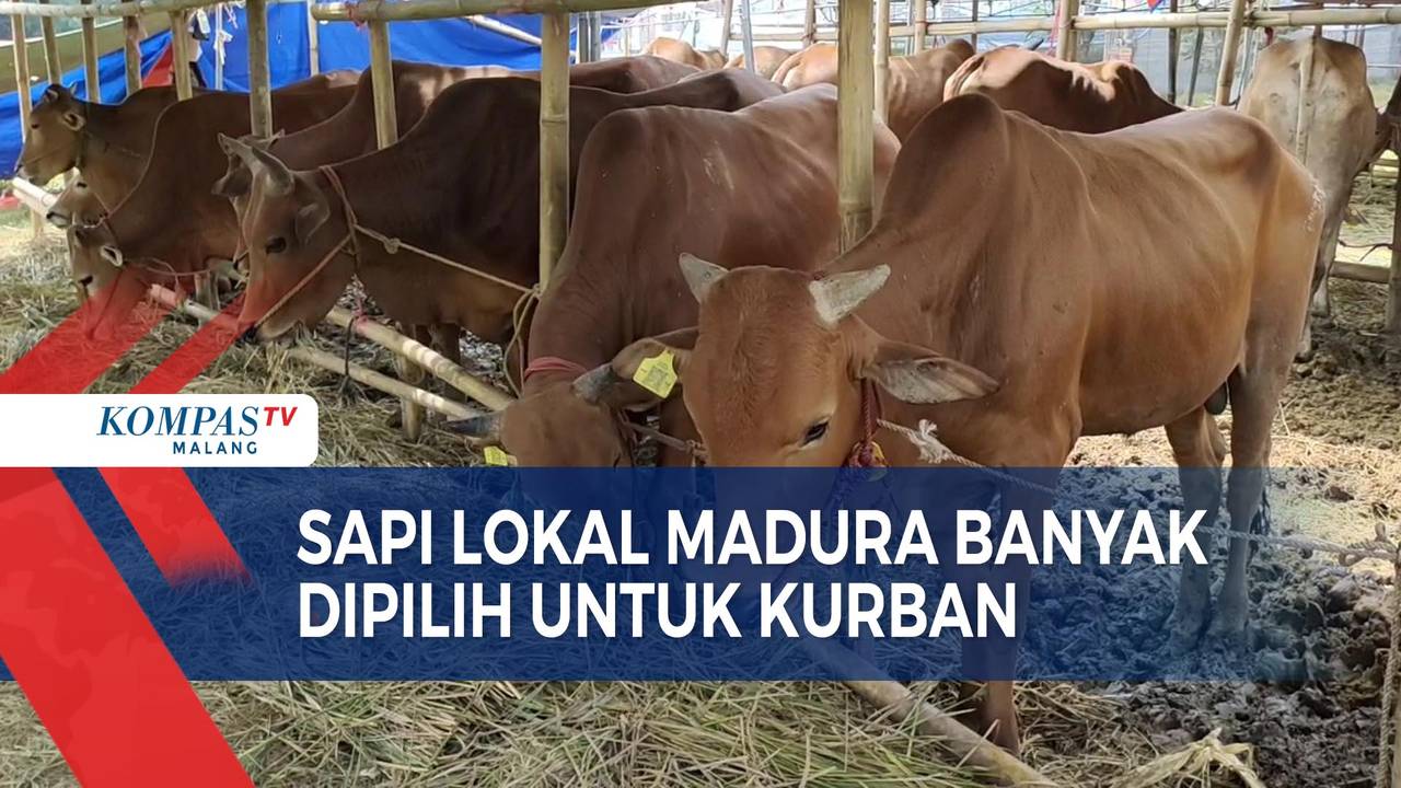 Sapi Lokal dari Madura Paling Diminati Jelang Idul Adha - Kompas TV