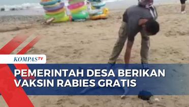 Anjing yang Berkeliaran di Pantai Sanur Bali Diberikan Vaksin Rabies