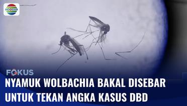 INFUS: Upaya Pemerintah Sebar Nyamuk Wolbachia, Kurangi Kasus DBD di Sejumlah Kota | Fokus