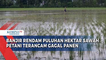 Banjir Rendam Puluhan Hektar Sawah di Bone Bolango, Petani Terancam Gagal Panen