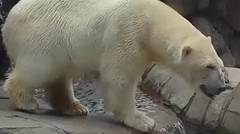 Beruang kutub menyanyikan sebuah lagu luar negri