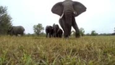 Kerumunan Gajah yang Penasaran Dengan Kamera