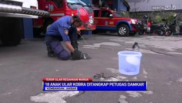 18 Anak Kobra Ditemukan di Permukiman Warga Kembangan Jakarta Barat