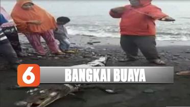 Geger Penemuan Bangkai Buaya di Pantai Maluku - Liputan 6 Siang