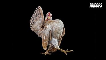 WHOOPS: Begini Kontes Ayam Cantik di China