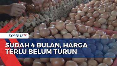 Harga Telur Ayam di Bengkulu Tak Kunjung Turun Sudah 4 Bulan