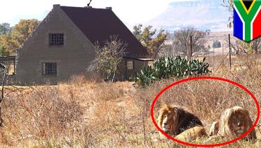 Rumah liburan di Afrika Selatan ini dikelilingi 77 singa - TomoNews