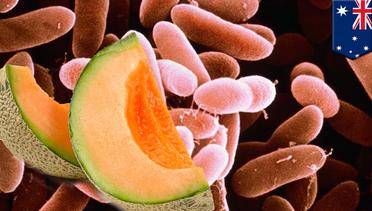 Bakteri listeria ditemukan dalam melon, tewaskan 3 orang di Australia - TomoNews