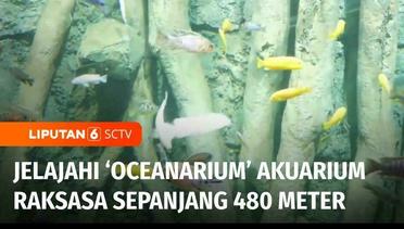 Live Report: Asiknya Jelajahi Oceanarium Akuarium Raksasa dengan Ratusan Biota Laut | Liputan 6