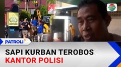 Sapi Kurban Kabur di Tanjung Pinang, Terobos Kantor Polisi dan Rusak Mobil | Patroli