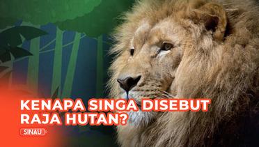Kenapa Singa Dijuluki Raja Hutan Meski Tinggal di Padang Rumput?