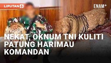 Nekat, Oknum TNI Kuliti Patung Harimau Milik Komandan