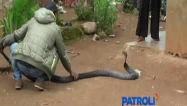 Warga Sumedang Dikejutkan Kemunculan Ular King Kobra 3 Meter - Patroli