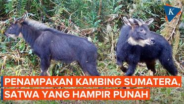 Penampakan Kambing Sumatera, Satwa yang Hampir Punah