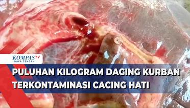 Puluhan Kilogram Daging Kurban Terkontaminasi Cacing Hati