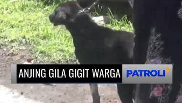 Ngeri! Seekor Anjing Gila Gigit Delapan Orang di Jembrana, Bali