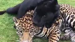 Jaguar Dan Puma Saling Sayang