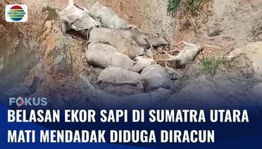 Belasan Ekor Sapi di Sumatra Utara Mati Mendadak di Perkebunan Sawit, Diduga Diracun | Fokus
