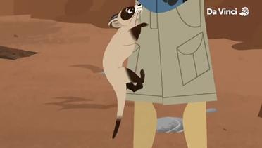 Ep 9 - Bandito: The Black Footed Ferret