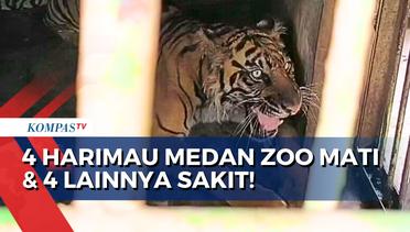 Dalam 3 Bulan Terakhir, 4 Harimau Mati dan 4 Lainnya Sakit! Apa Respons Medan Zoo?