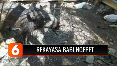 Viral Kasus Babi Ngepet di Depok Buat Warga Geger, Ternyata Rekayasa! | Liputan 6