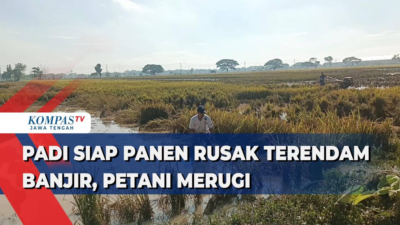 Banjir berulang hantam area pesawahan, asa petani Padarincang Serang memanen padi pupus