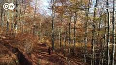 DW BirdsEye - Taman Nasional Hunsruck: Perjalanan Musim Gugur