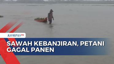 Puluhan Hektar Lahan Pertanian di Indramayu Terendam Banjir, Petani Gagal Panen