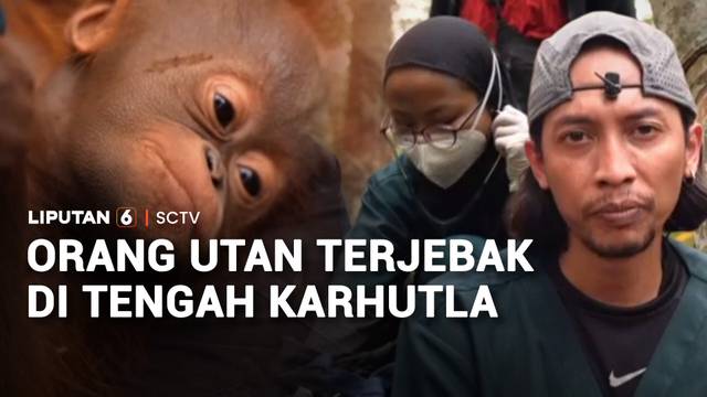 Penyelamatan Orang Utan Terjebak Api Karhutla | Liputan 6