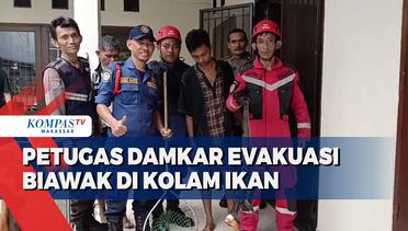 Tim Rescue Damkar Makassar Evakuasi Biawak di Kolam Ikan