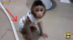Bayi Monyet Ini Pakai POPOK!! Lihat Aksinya, Bikin Gemes Deh!