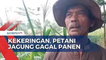 15 Hektar Lahan di Serang Gagal Panen, Petani Bingung Bayar Uang Sewa Tanah