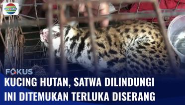 Diserang Kucing Liar, Kucing Hutan Diamankan Warga | Fokus